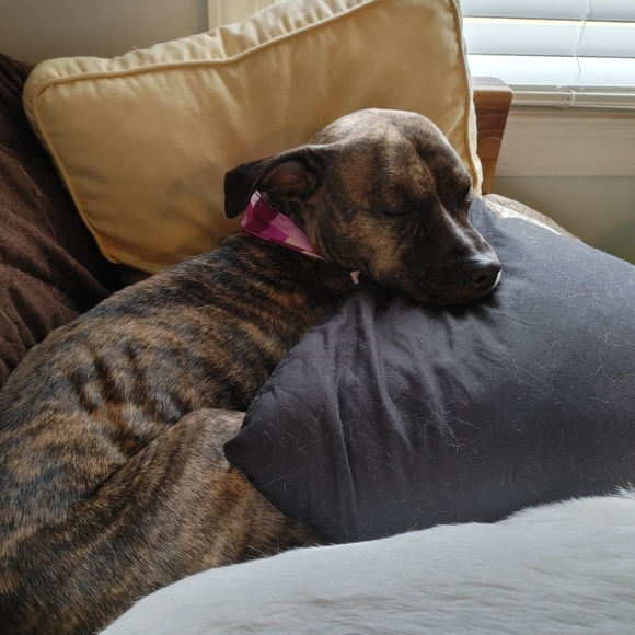 Meet your Posher, Amber - Picture 8 of 12